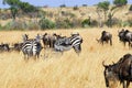 African wildlife Royalty Free Stock Photo