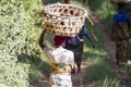 African Woman with Basket on Head Walking on a Rural Road