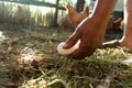 African woman hand collecting eggs in a hen house Royalty Free Stock Photo