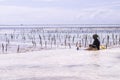 African woman in traditional clothes and hair turban working on a seaweed farm in Paje beach, Zanzibar. .