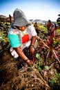 African woman works in her garden Royalty Free Stock Photo