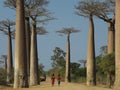 African women walking along the Avenue de Baobab in Madagascar. These Baobab trees are very old and iconic for Madagascar.