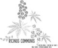 Ricinus communis plant contour vector illustration