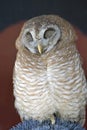 African Wood-Owl