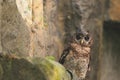 African wood owl