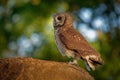 African Wood-Owl - Strix woodfordii typical brown owl from the genus Strix in the family Strigidae which is widespread in sub-