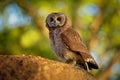 African Wood-Owl - Strix woodfordii typical brown owl from the genus Strix in the family Strigidae which is widespread in sub-
