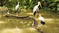 African Wood Storks