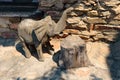 African wooden elephant artefact