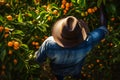 African worker or migrant worker, unrecognizable, harvests oranges in a plantation