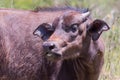 African(Cape) Buffalo Calf Royalty Free Stock Photo
