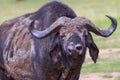 African (Cape) Buffalo Disfigured