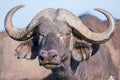 African (Cape) Buffalo Head Portrait