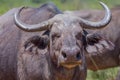 African (Cape) Buffalo Head & Shoulders