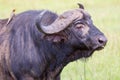 African (Cape) Buffalo and Oxpecker in Ecstasy