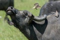 African (Cape) Buffalo Tossing Oxpecker In Air Royalty Free Stock Photo
