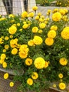 African yellow marigold Flowers with dark green leaves.