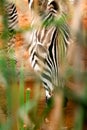 African Zebra Royalty Free Stock Photo