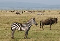 African zebra Royalty Free Stock Photo