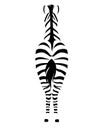 African zebra back view outline striped silhouette animal design flat vector illustration isolated on white background Royalty Free Stock Photo