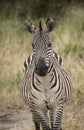 African zebra closeup portrait in Serengeti grasslands during great migration, Tanzania, Africa Royalty Free Stock Photo