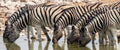 African Zebra Royalty Free Stock Photo