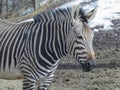 An African Zebra equines with distinctive black-and-white striped coat