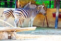 African zebra farm Royalty Free Stock Photo