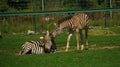 African Zebra foals playing in the field. Royalty Free Stock Photo