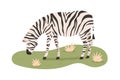 African zebra grazing, standing on grass. Wild striped animal eating. Savanna habitant. Tropical herbivore. Flat vector