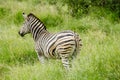 African zebra grazing in the wild Royalty Free Stock Photo