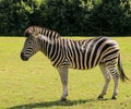African Zebra Green Grass in Zoo