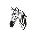 African zebra portrait in vector isolated on white background. Wild animal black and white illustration for minimalist print Royalty Free Stock Photo