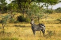 African zebra