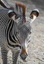 African Zebra standing out on plains Royalty Free Stock Photo