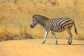 African Zebra walking Royalty Free Stock Photo