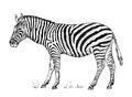 African Zebra Wild animal on white background. striped black white horse. Engraved hand drawn Vintage monochrome sketch