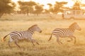 African zebras at beautiful landscape during sunrise safari in the Serengeti National Park. Tanzania. Wild nature of Africa Royalty Free Stock Photo