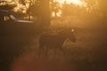 African zebras at beautiful landscape during sunrise safari in the Serengeti National Park. Tanzania. Wild nature of Africa Royalty Free Stock Photo