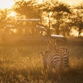 African zebras at beautiful landscape during sunrise safari in the Serengeti National Park. Tanzania. Wild nature of Africa Royalty Free Stock Photo