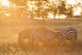 African zebras at beautiful landscape during sunrise safari in the Serengeti National Park. Tanzania. Wild nature of Africa Royalty Free Stock Photo