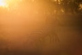 African zebras at beautiful landscape during sunrise safari in the Serengeti National Park. Tanzania. Wild nature of Africa Royalty Free Stock Photo