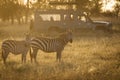 African zebras at beautiful landscape during sunrise safari in the Serengeti National Park. Tanzania. Wild nature of Africa Royalty Free Stock Photo