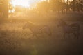 African zebras at beautiful landscape during sunrise safari in the Serengeti National Park. Tanzania. Wild nature of Africa Royalty Free Stock Photo