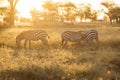 African zebras at beautiful landscape during sunrise safari in the Serengeti National Park. Tanzania. Wild nature of Africa Royalty Free Stock Photo