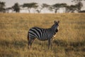 African zebras at beautiful landscape during sunrise safari in the Serengeti National Park. Tanzania. Wild nature of Africa Royalty Free Stock Photo