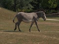 African Zebras in ZOO Royalty Free Stock Photo