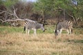 African zebras feeding