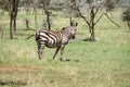 African zebras in the field Royalty Free Stock Photo