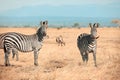 African Zebras in Mikumi national park